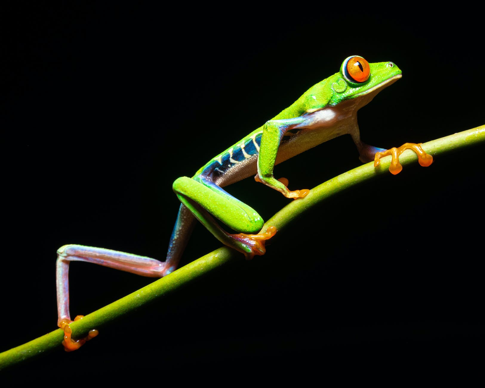macro of tree frog sitting on branch on black background